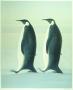 "To pingviner"
Vebj�rn sand